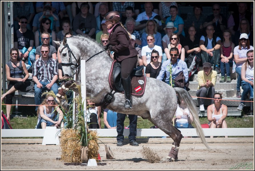 Pferd International 114